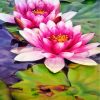 realistic-water-lily-paint-by-numbers