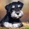 schnauzer-small-dog-paint-by-numbers