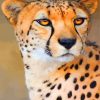 wild-cheetah-paint-by-numbers