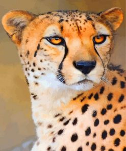 wild-cheetah-paint-by-numbers
