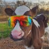 cow-wearing-glasses-paint-by-numbers