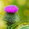 Pink Scottish Thistle paint by numbers