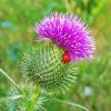 Pink Scottish Thistle paint by numbers