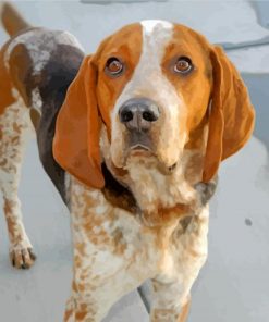 American English CoonhoundAmerican English Coonhound paint by numbers