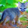 Baby Gray Fox paint by numbers