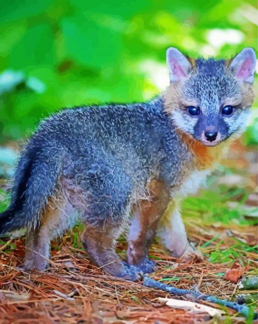 Baby Gray Fox paint by numbers
