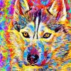 Colorful Pomsky paint by numbers