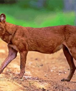 Dhole Animal paint by numbers