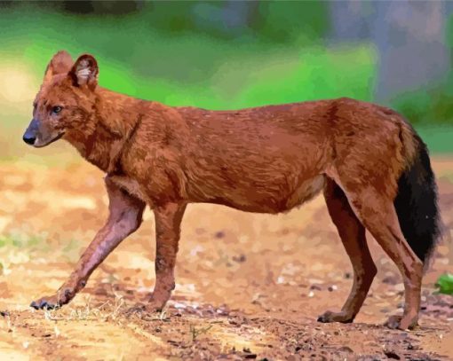 Dhole Animal paint by numbers