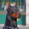 Dobermann Dog paint by numbers