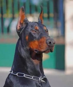 Dobermann Dog paint by numbers