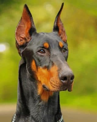 Dobermann paint by numbers
