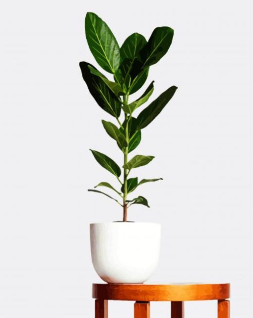 Ficus in plant pot paint by number