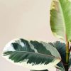 Ficus leaves paint by numbers