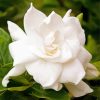 Gardenia white flower paint by number