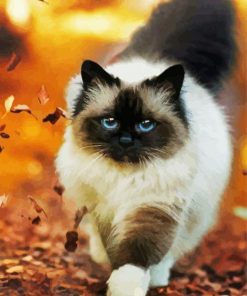 Himalayan Cat paint by numbers