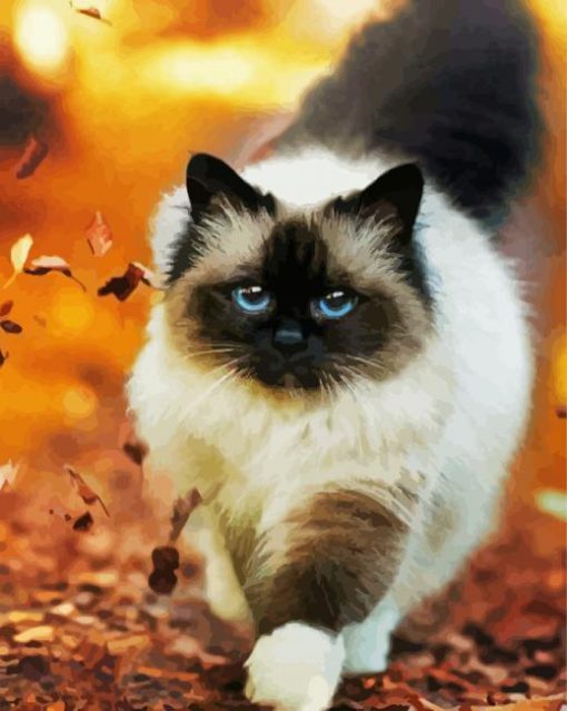 Himalayan Cat paint by numbers