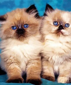 Himalayan Kitten paint by numbers