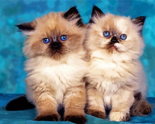 Himalayan Kitten paint by numbers