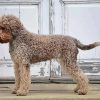 Lagotto Dog Paint by numbers