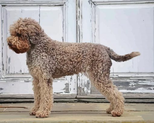 Lagotto Dog Paint by numbers