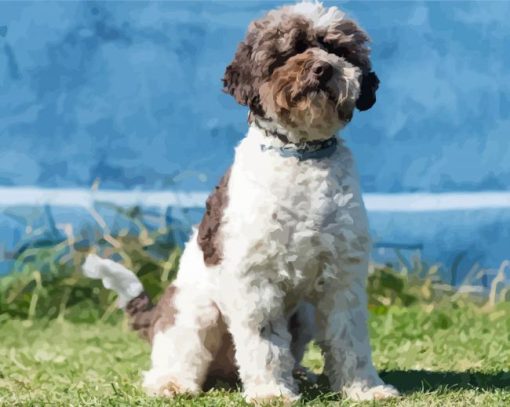 Lagotto Romagnolo Dog paint by numbers