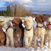 Lagotto Romagnolo Puppies paint by numbers