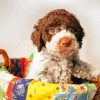Lagotto Romagnolo Puppy paint by numbers