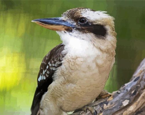 Laughing Kookaburra paint by numbers