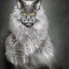 Maine Coon Cat paint by numbers