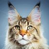 Maine Coon paint by numbers