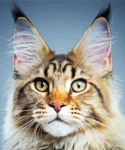 Maine Coon paint by numbers