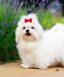 Maltese Dog paint by numbers
