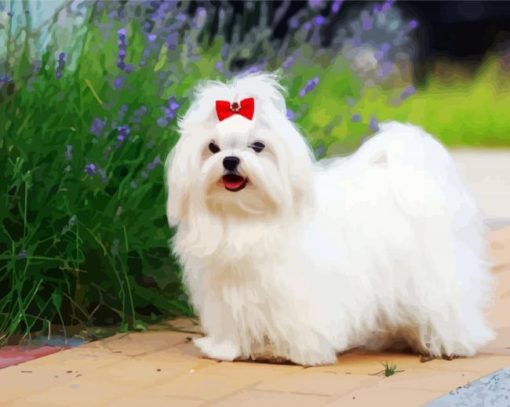 Maltese Dog paint by numbers