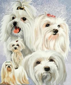 Maltese Dogs paint by numbers