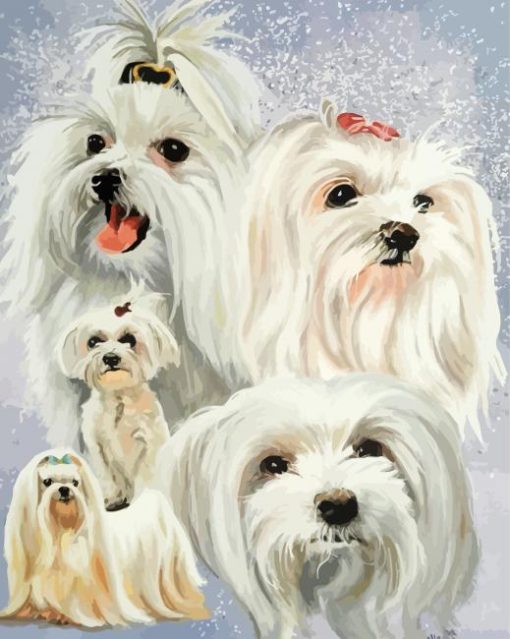 Maltese Dogs paint by numbers