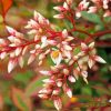 Nandina Domestica Flowers paint by numbers