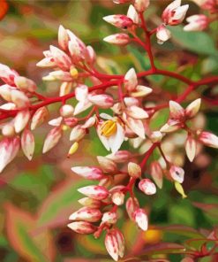 Nandina Domestica Flowers paint by numbers