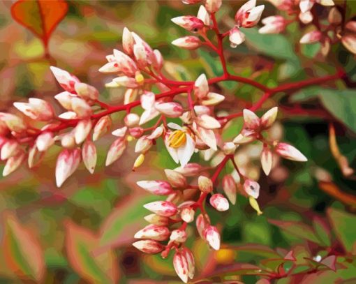 Nandina Domestica Flowers paint by numbers