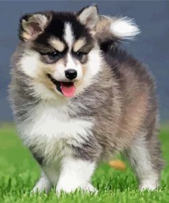 Pomsky Puppy paint by numbers