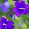 Purple canterbury bells flower paint by numbers