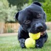 Staffordshire Bull Terrier With Tennis Balls paint by numbers