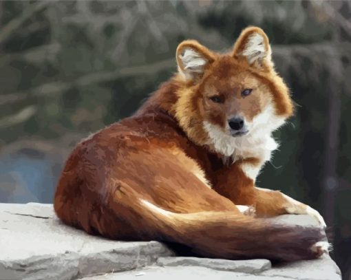 The Dhole Animal Paint by numbers
