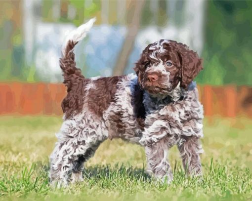 The Lagotto Romagnolo Dog paint by numbers