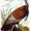 The Wild Turkey Audubon Paint by numbers