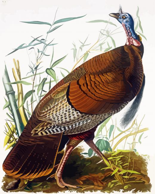 The Wild Turkey Audubon Paint By Number Num Paint Kit