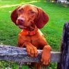 Vizsla Dog Breed paint by numbers