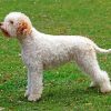 White Lagotto Romagnolo Dog paint by numbers