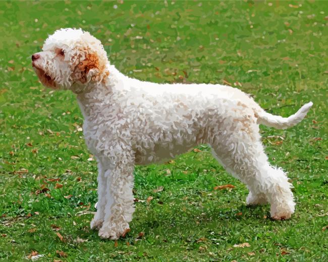 White Lagotto Romagnolo Dog paint by numbers