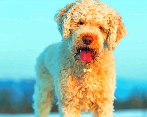 White Lagotto Romagnolo paint by numbers
